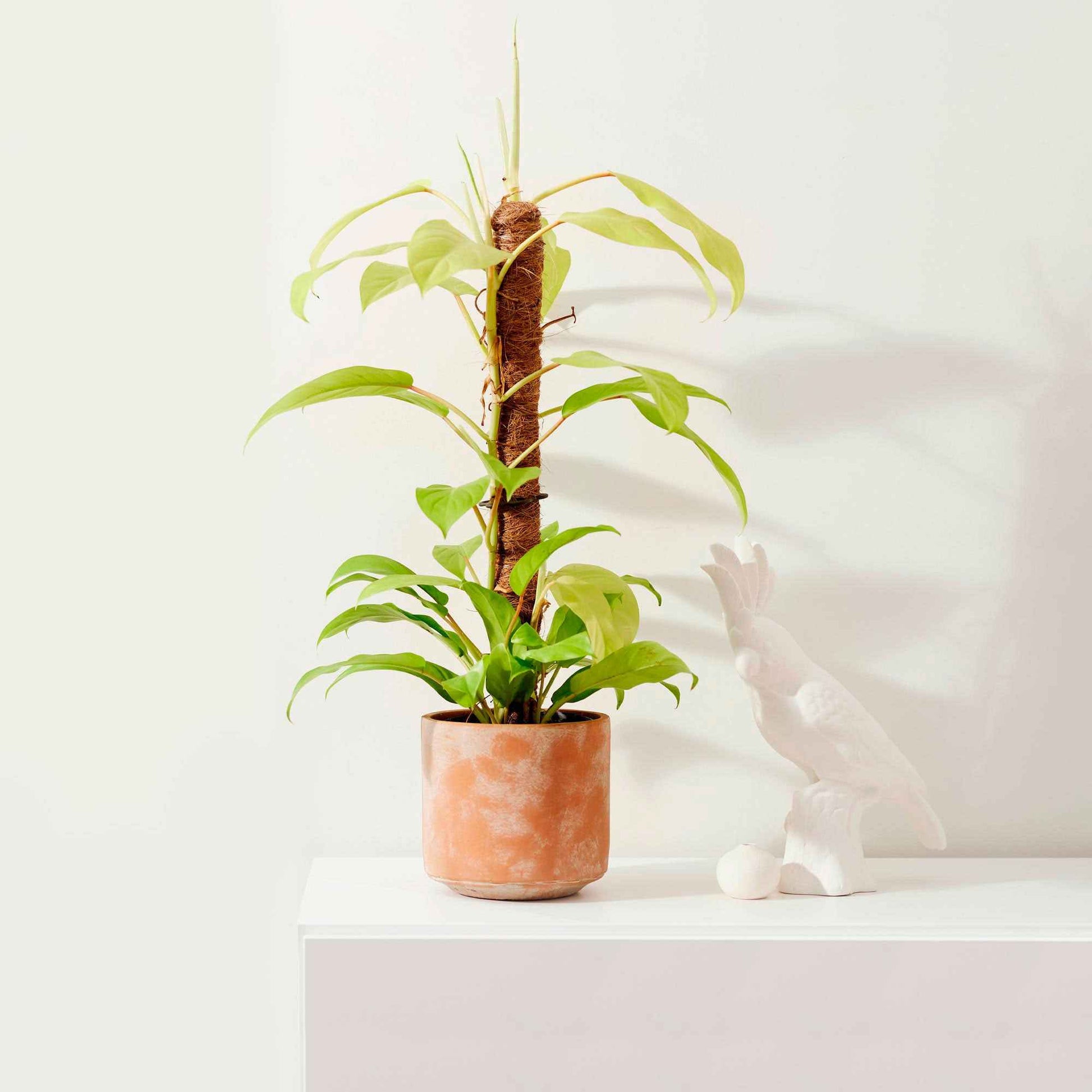 Philodendron  'Malay Gold' - Bio - Alle pflegeleichten Zimmerpflanzen