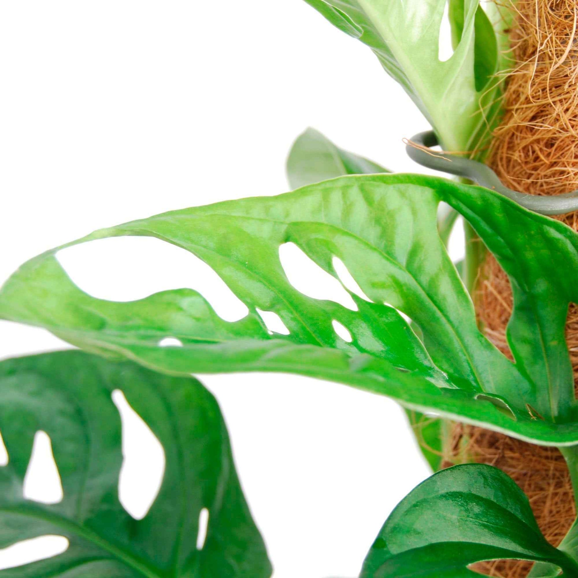 Fensterblatt Monstera 'Monkey Leaf' - Bio - Beliebte grüne Zimmerpflanzen