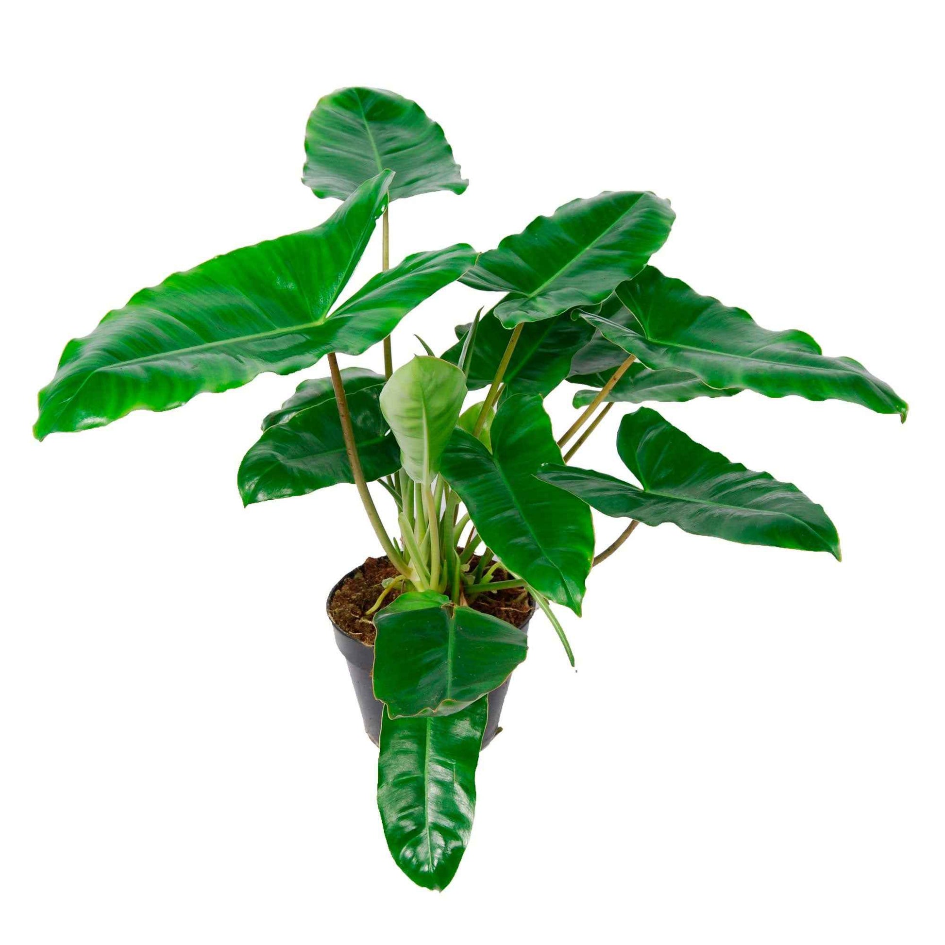 Philodendron  'Burle Marx'  - Bio - Alle pflegeleichten Zimmerpflanzen