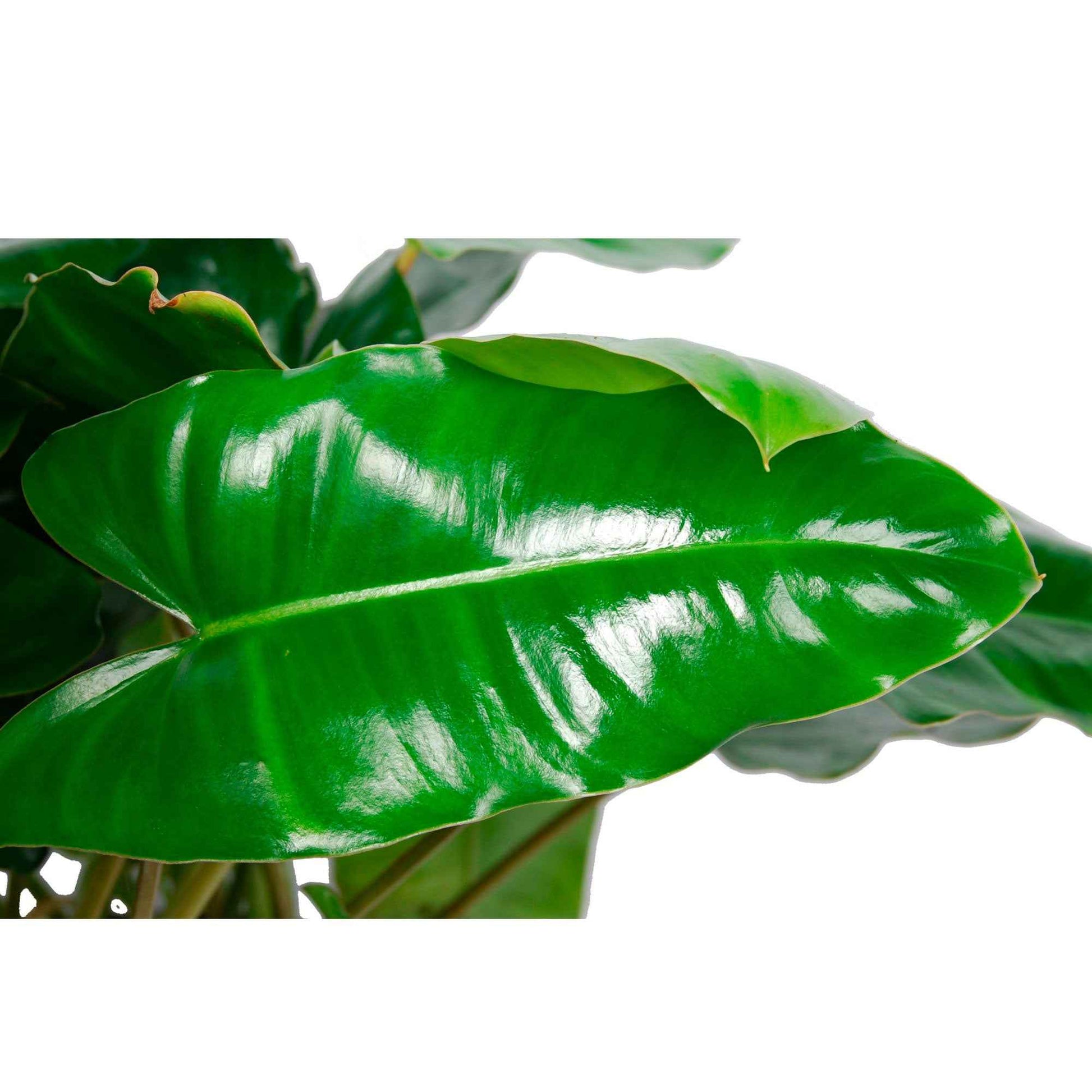 Philodendron  'Burle Marx'  - Bio - Büropflanzen