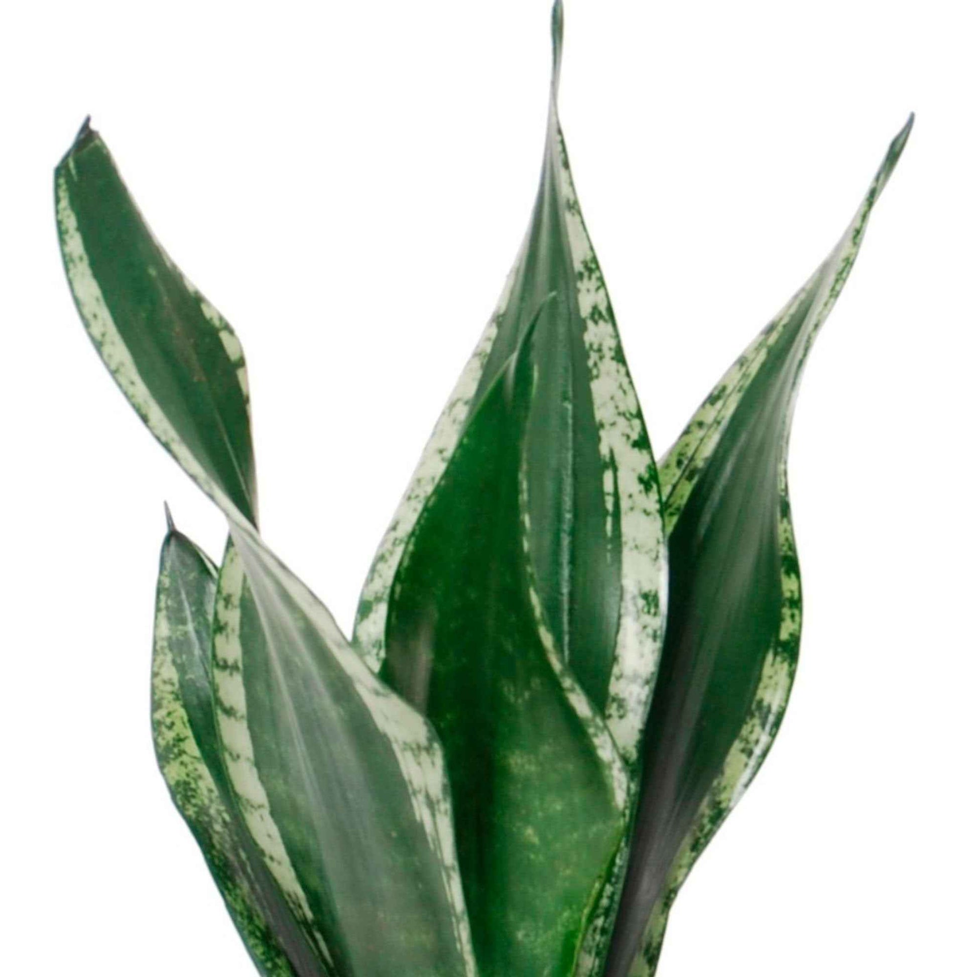Bogenhanf Sansevieria 'Grey Stripe' - Bio - Beliebte Zimmerpflanzen