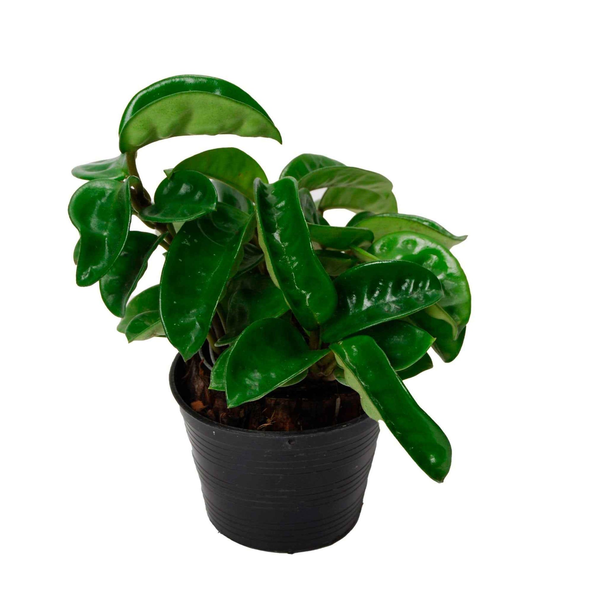Wachsblume Hoya Krinkle - Hängepflanze - Bio - 1x Lieferhöhe 45-60 cm, Topfgröße Durchmesser 15 cm - Hängepflanzen - undefined