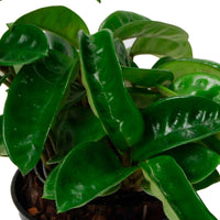 Wachsblume Hoya 'Krinkle' - Hängepflanze - Bio - Hängepflanzen