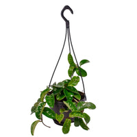 Wachsblume Hoya Krinkle - Hängepflanze - Bio - 1x Lieferhöhe 15-25 cm, Topfgröße Durchmesser 11 cm - Grüne Zimmerpflanzen - undefined