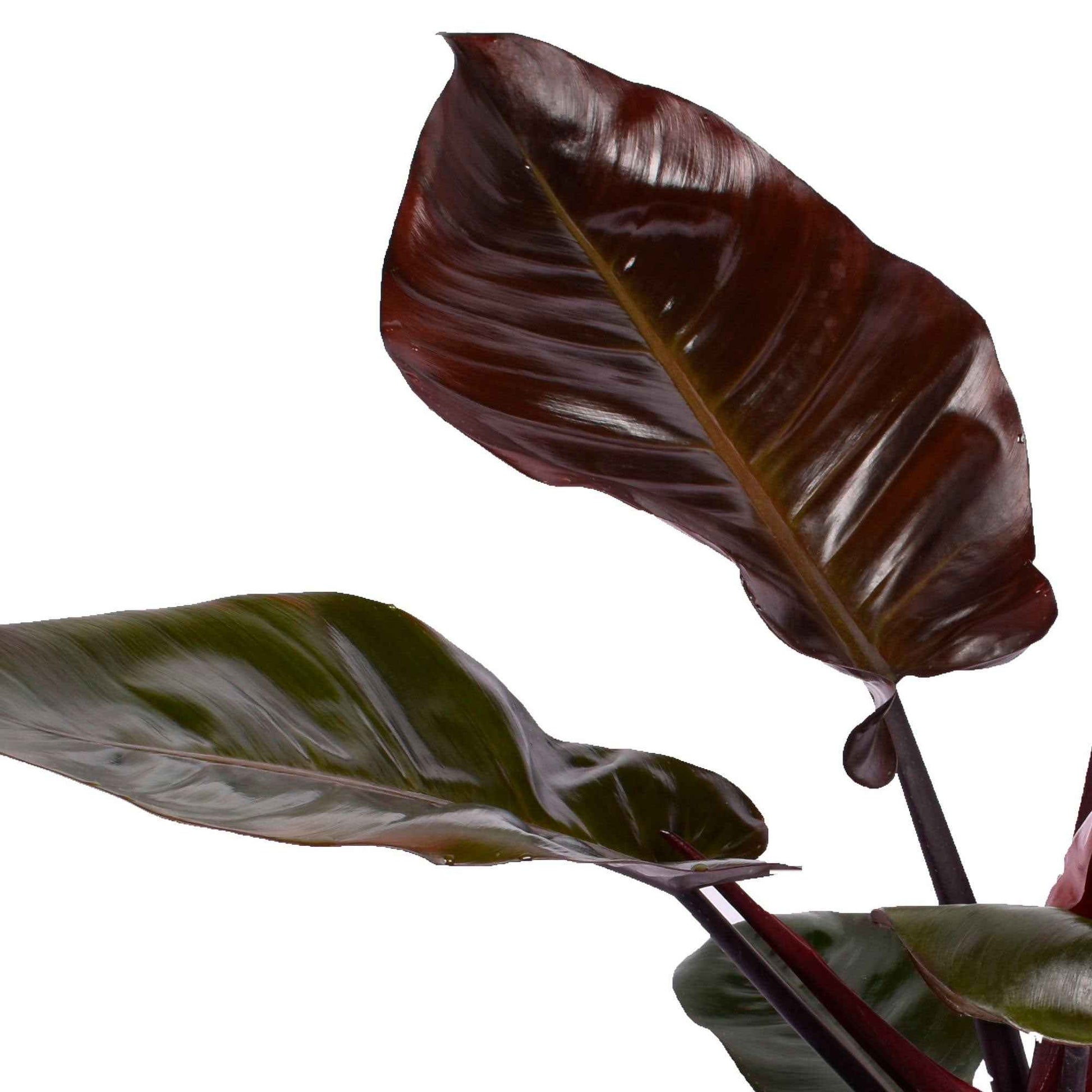 Philodendron  'Black Cardinal' - Bio - Alle pflegeleichten Zimmerpflanzen
