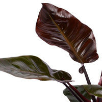Philodendron  'Black Cardinal' - Bio - Büropflanzen