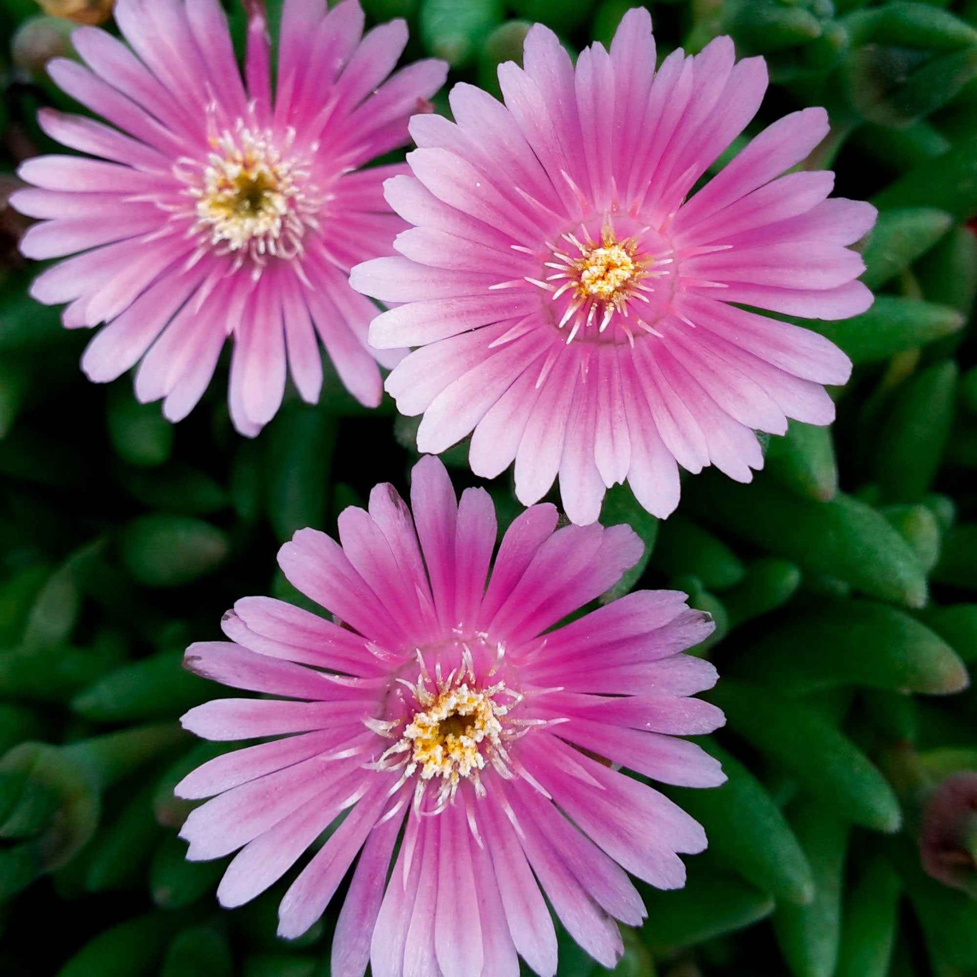 Eisblume (Delosperma) 'Pink', rosa - Immergrüne Gartenpflanzen