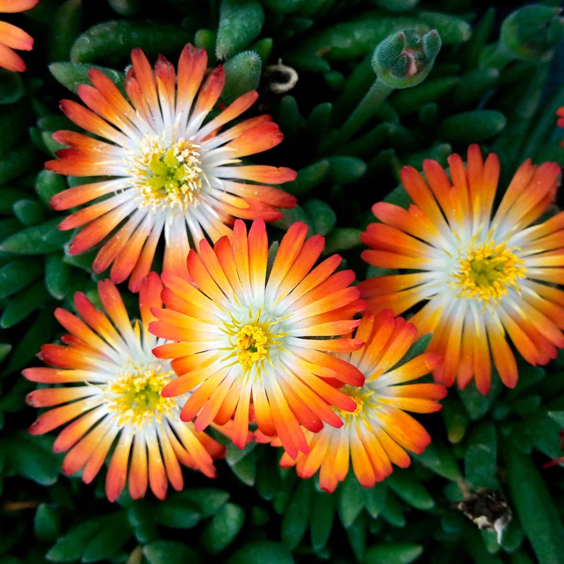 Eisblume  Delosperma 'Orange with Eye', orange-weiß - Alle Gartenstauden