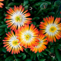 Eisblume  Delosperma 'Orange with Eye', orange-weiß - Gartenpflanzen