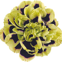 3x Petunie Grandiflora 'Midnight Gold' Schwarz-Grün-Weiß - Blühende Gartenpflanzen