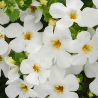 3x Bacopa Sutera  'Megacopa' Weiß - Blühende Gartenpflanzen