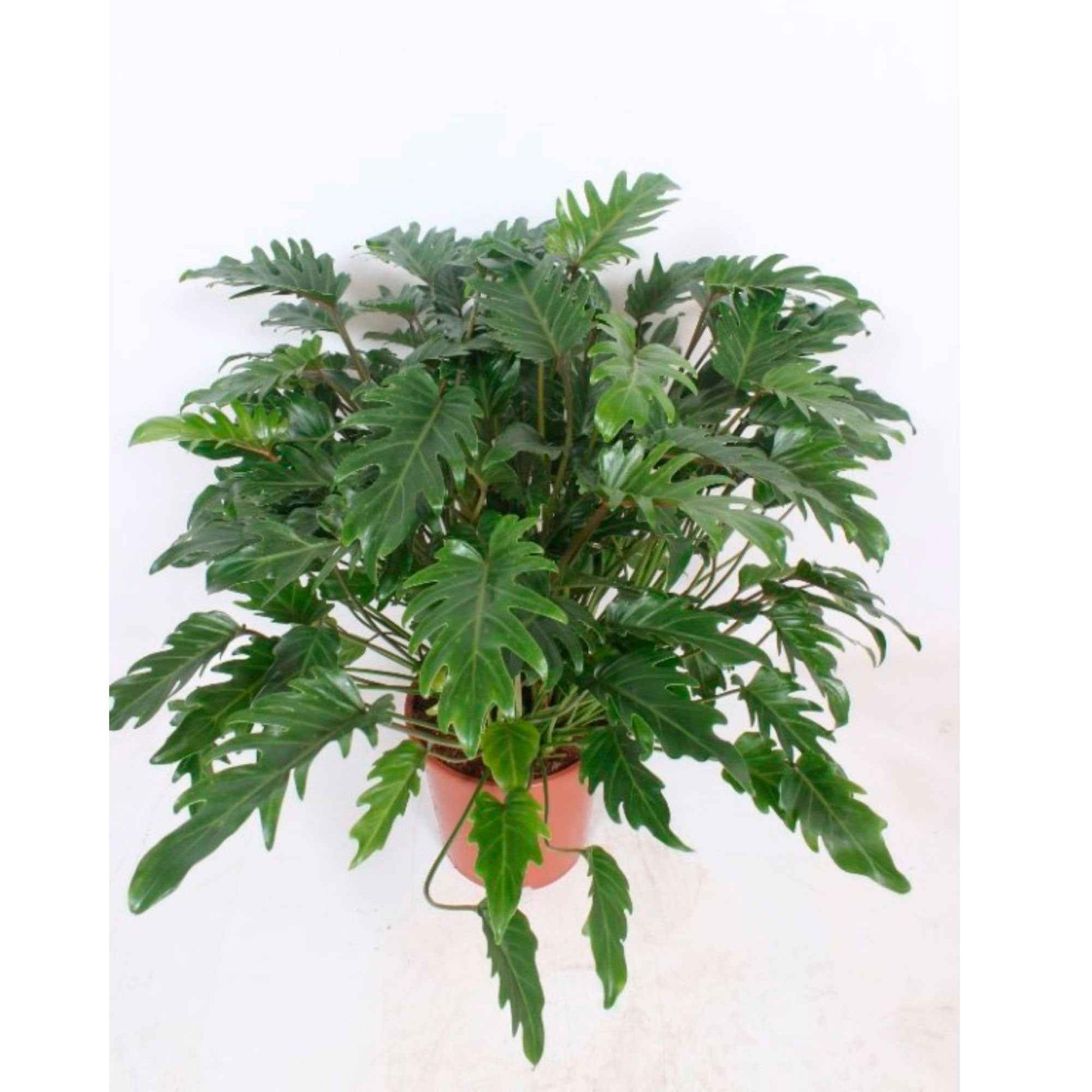Philodendron xanadu - Alle pflegeleichten Zimmerpflanzen