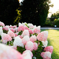 Rispenhortensie Hydrangea 'Living Pink & Rose' Rosa - Winterhart - Blühende Büsche