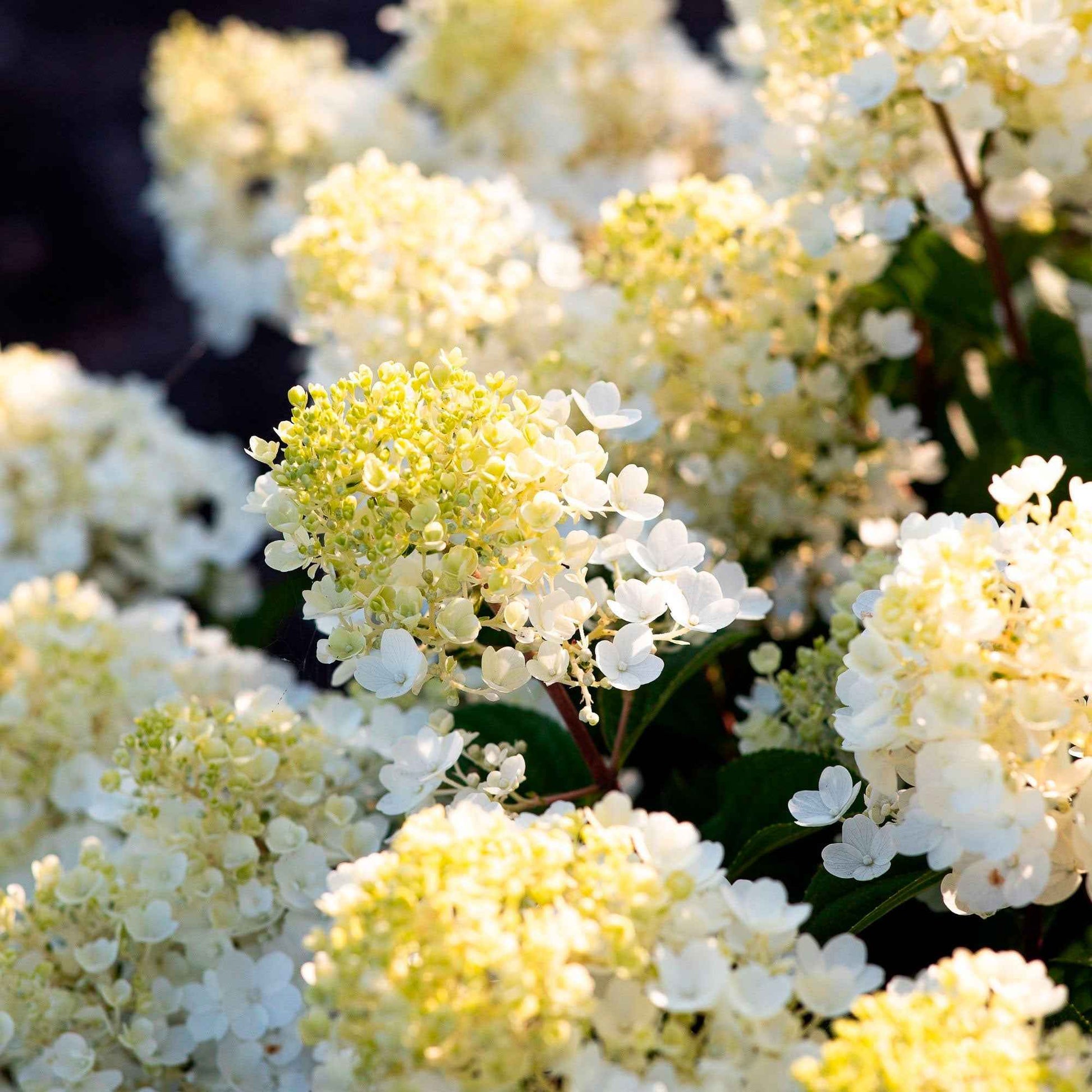 Rispenhortensie Hydrangea 'Living Little Blossom' Weiß - Winterhart - Blühende Sträucher
