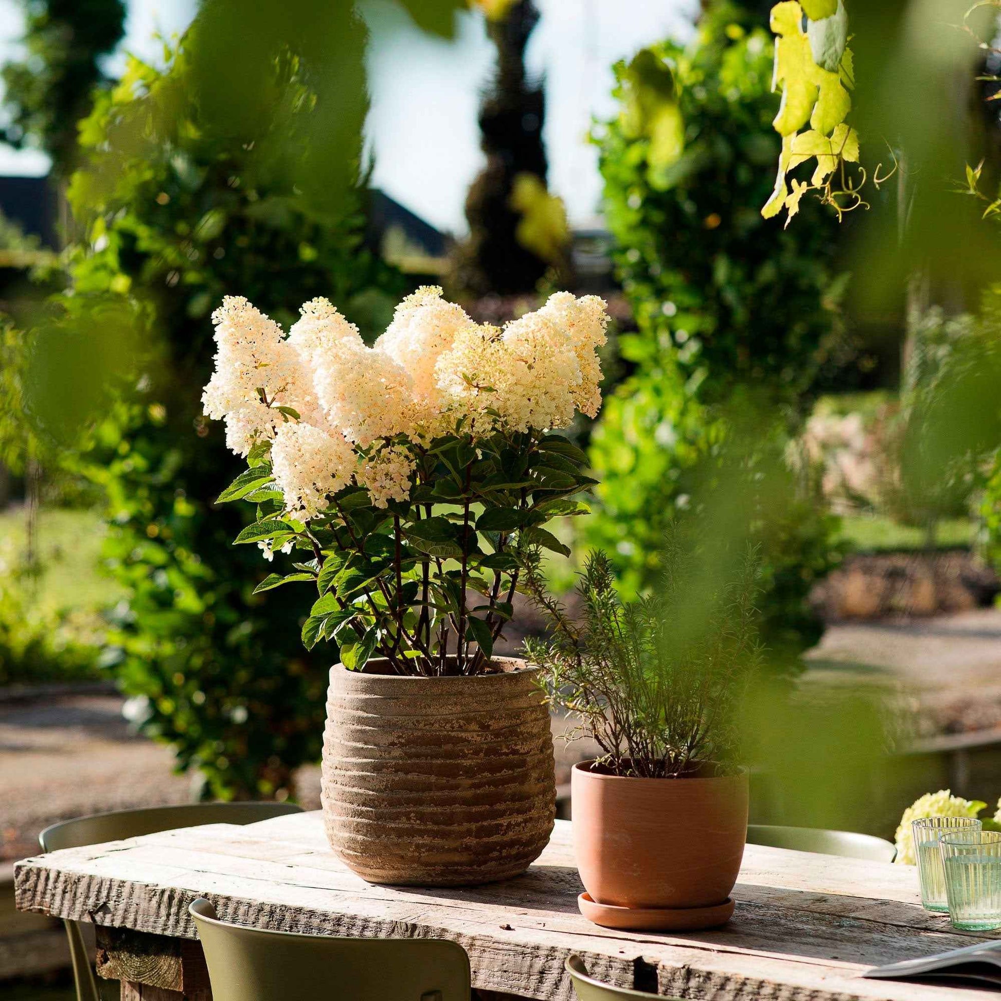 Rispenhortensie Hydrangea 'Living Little Blossom' Weiß - Winterhart - Blühende Gartenpflanzen