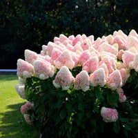 Rispenhortensie Hydrangea 'Living Raspberry Pink'® Weiß-Rosa - Winterhart - Blühende Büsche