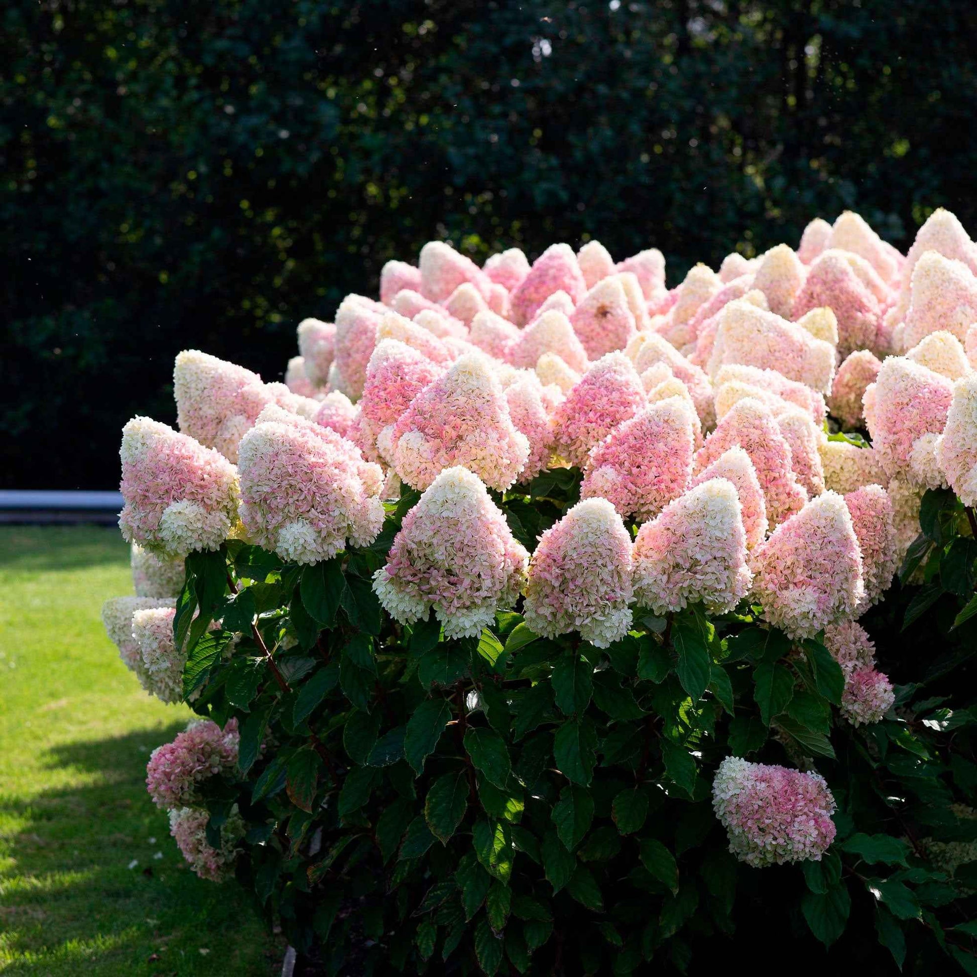 Rispenhortensie Hydrangea 'Living Raspberry Pink'® Weiß-Rosa - Winterhart - Blühende Gartenpflanzen