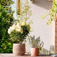 Rispenhortensie Hydrangea 'Living Sugar Rush' Weiß - Winterhart - Blühende Gartenpflanzen