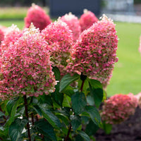 Rispenhortensie Hydrangea 'Living Pinky Promise' Rosa - Winterhart - Blühende Gartenpflanzen