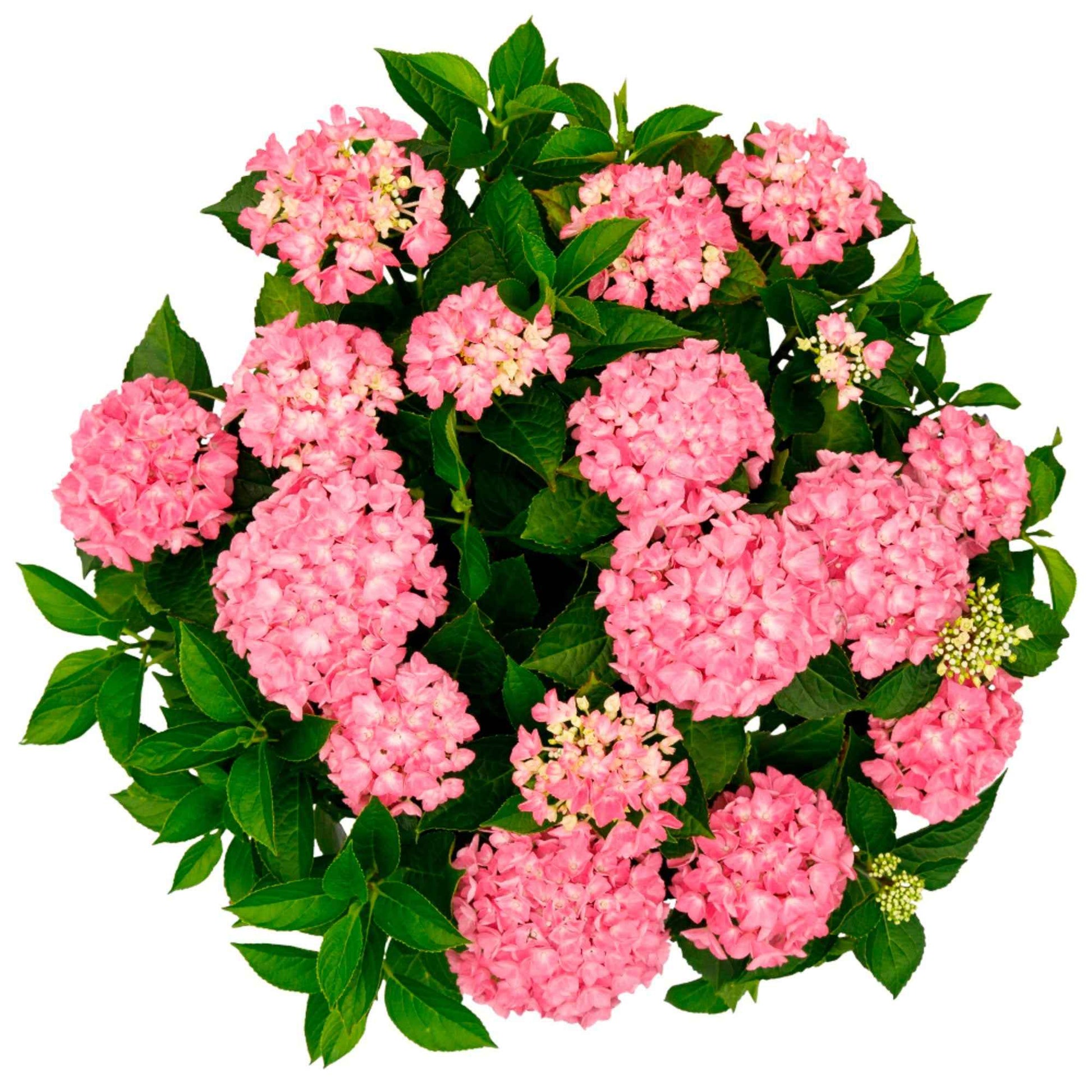 Bauernhortensie Hydrangea 'Hortbux Pink' Rosa - Winterhart - Blühende Büsche
