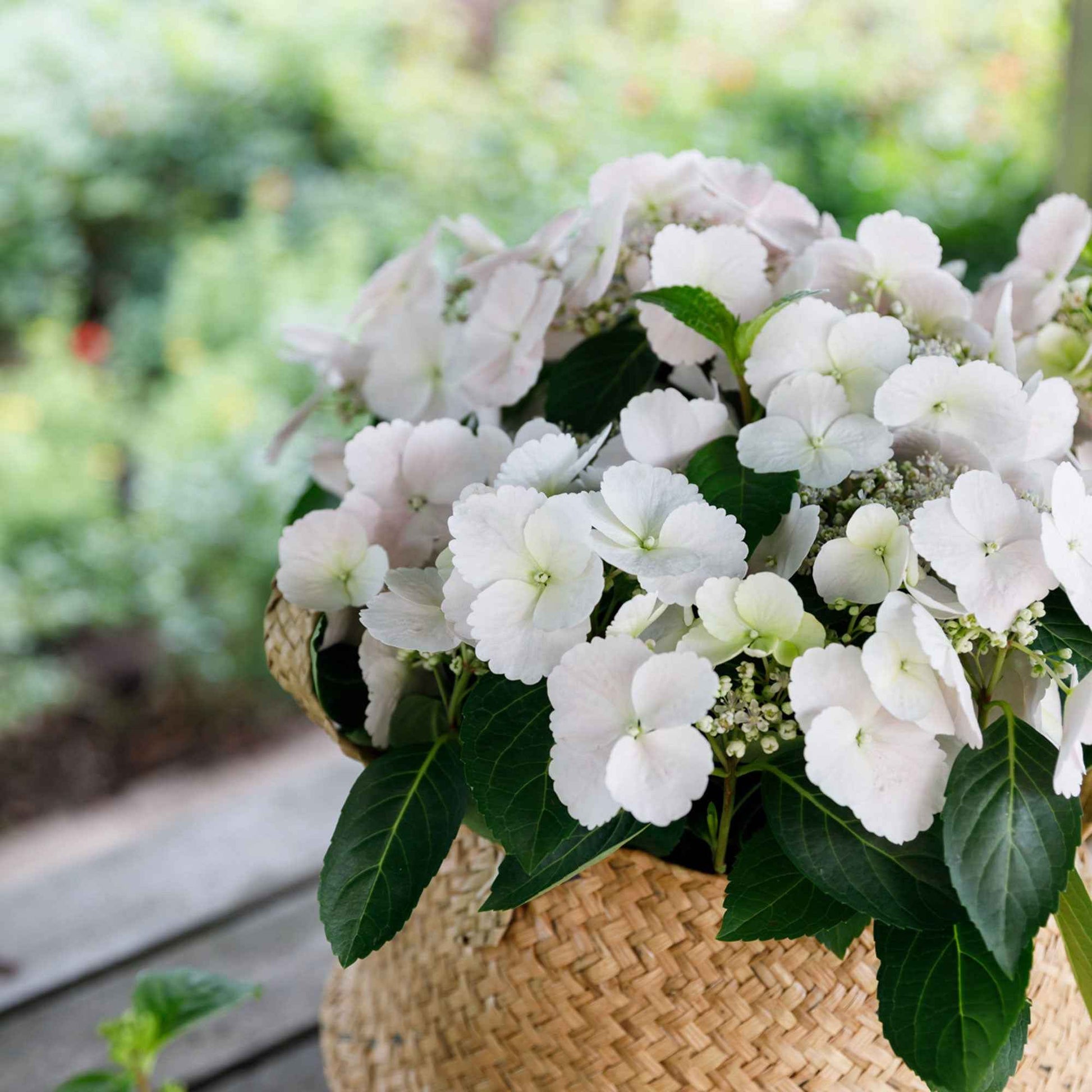 Hortensie Hydrangea hybride 'Runaway Bride', weiß - Blühende Sträucher
