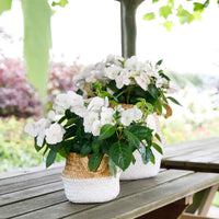 Hortensie Hydrangea hybride 'Runaway Bride', weiß - Blühende Büsche