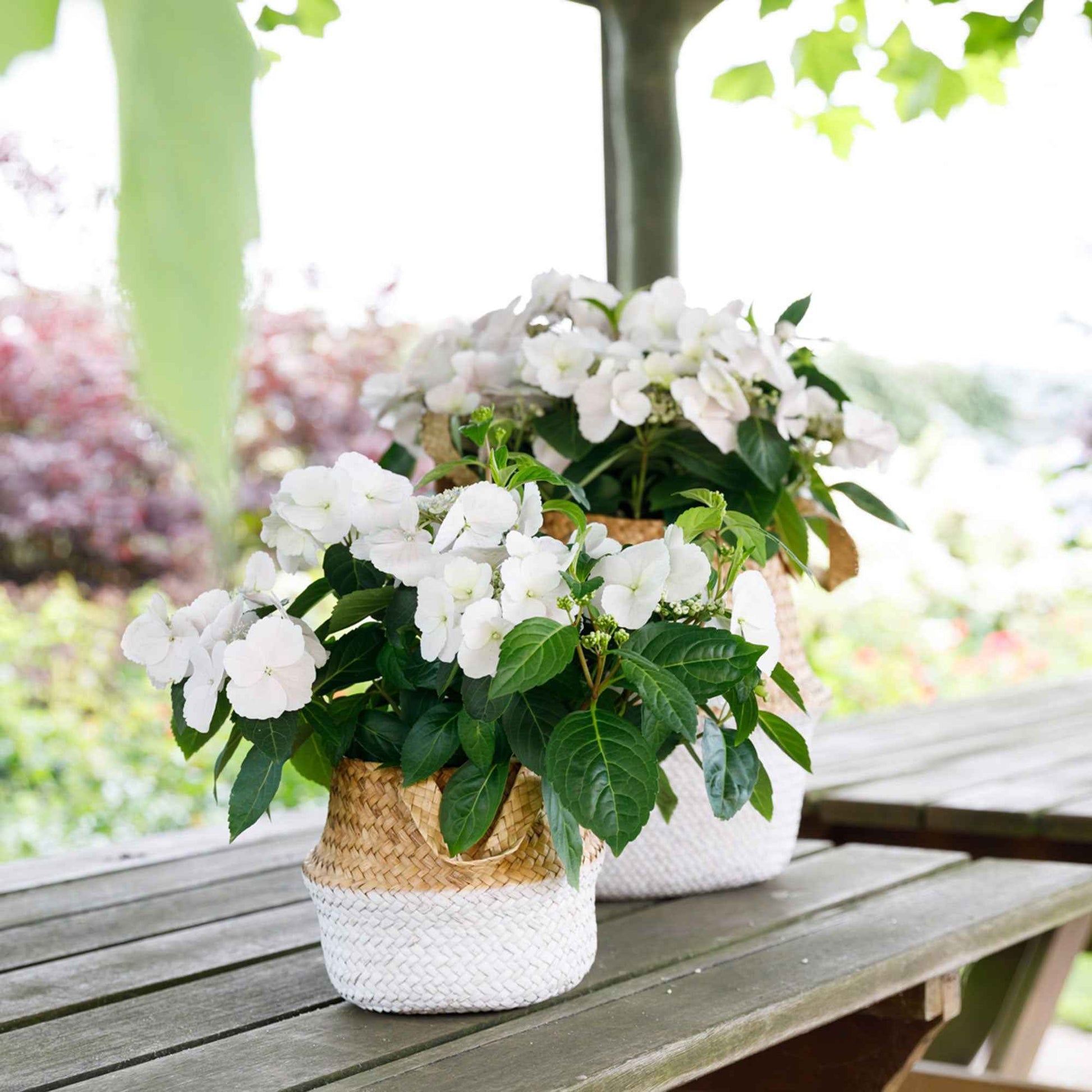 Hortensie Hydrangea hybride 'Runaway Bride', weiß - Blühende Gartenpflanzen