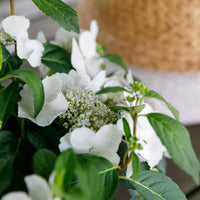 Hortensie Hydrangea hybride 'Runaway Bride', weiß - Garten Neuheiten