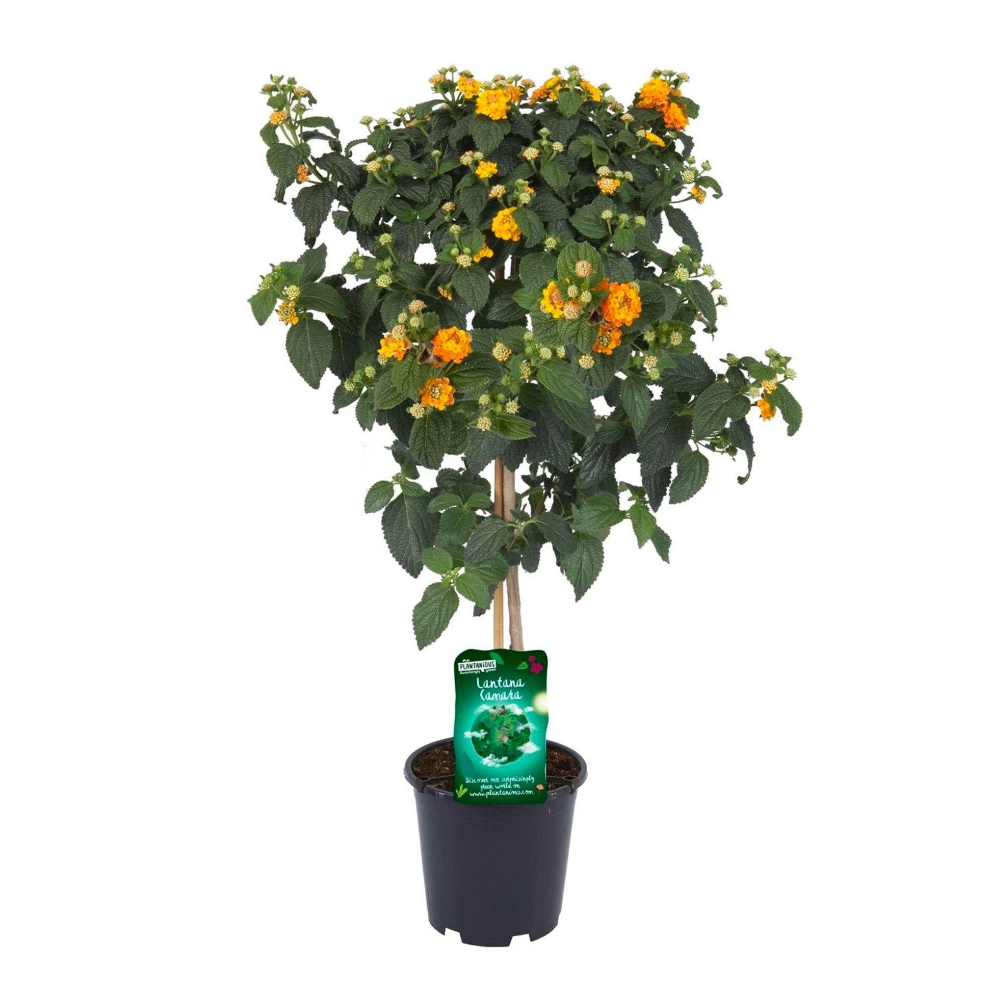 Wandelröschen Lantana camara Orange - Gartenpflanzen