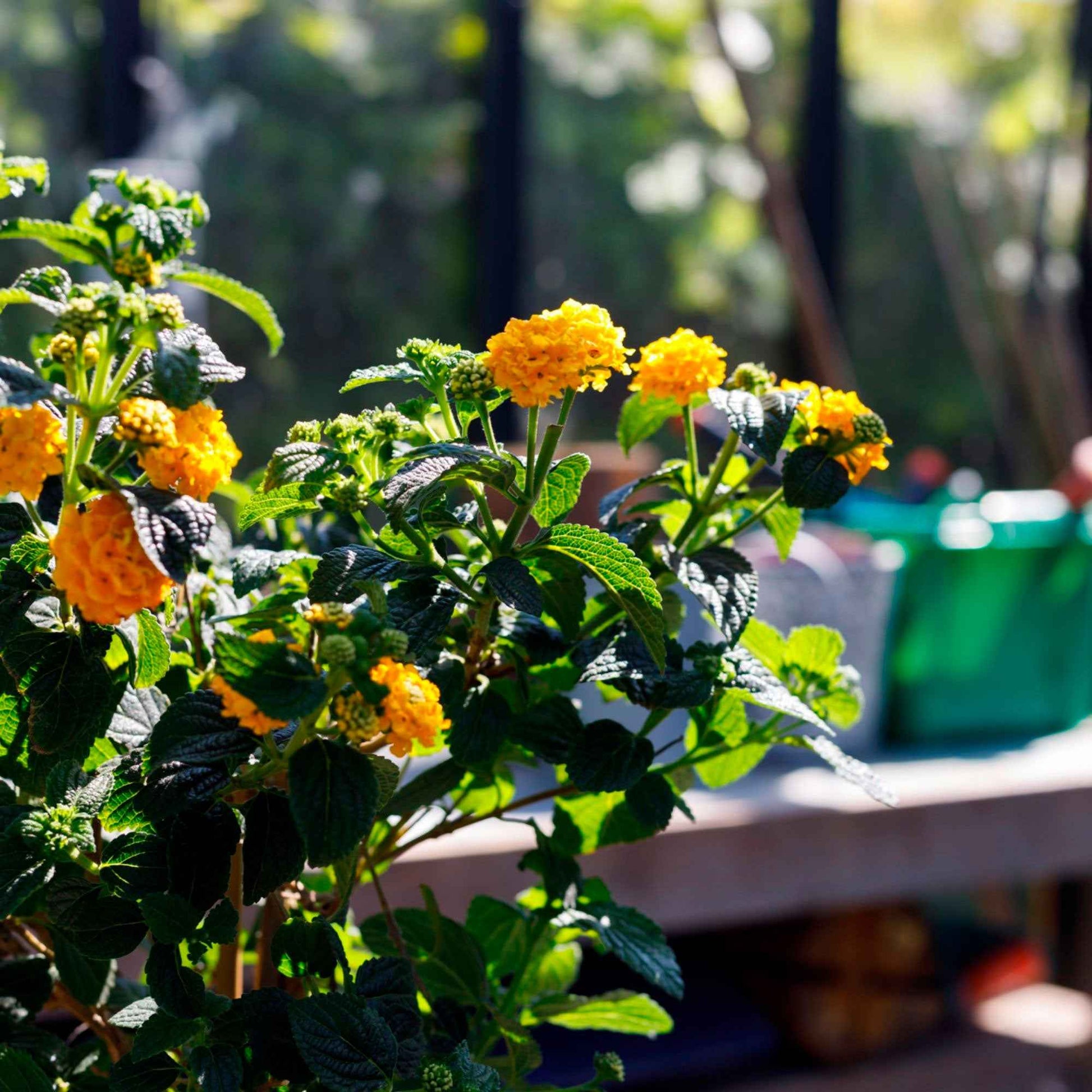 Wandelröschen Lantana camara Orange - Beetpflanzen