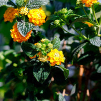 Wandelröschen Lantana camara Orange - Garten Neuheiten