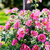 Kapmalve Anisodontea 'Princess Pink' Rosa - Garten Neuheiten