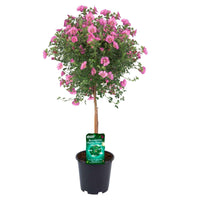 Kapmalve Anisodontea 'Princess Pink' Rosa - Gartenpflanzen