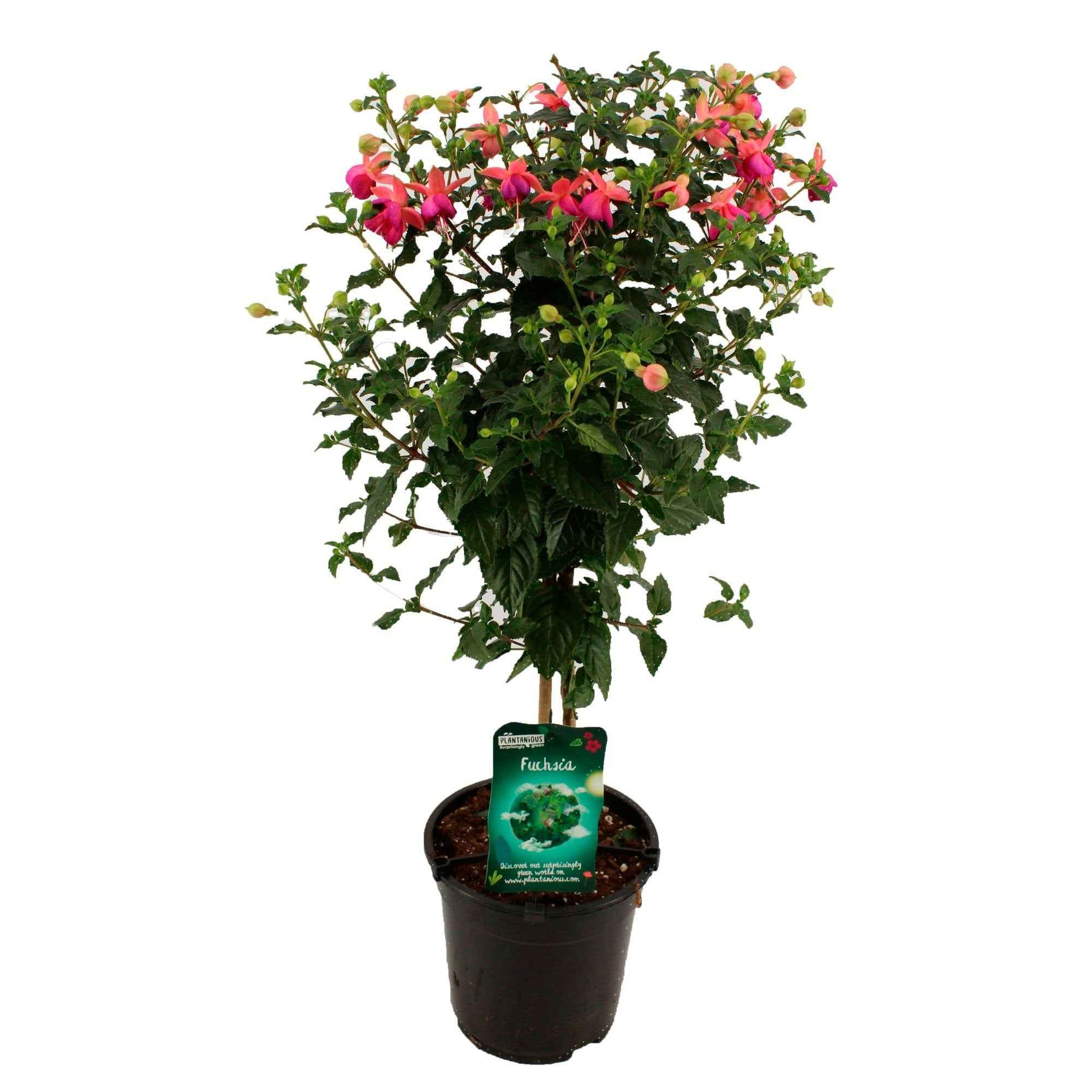 Fuchsia hybride Rosa - Garten Neuheiten