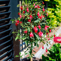 Fuchsia hybride Rosa - Balkonpflanzen