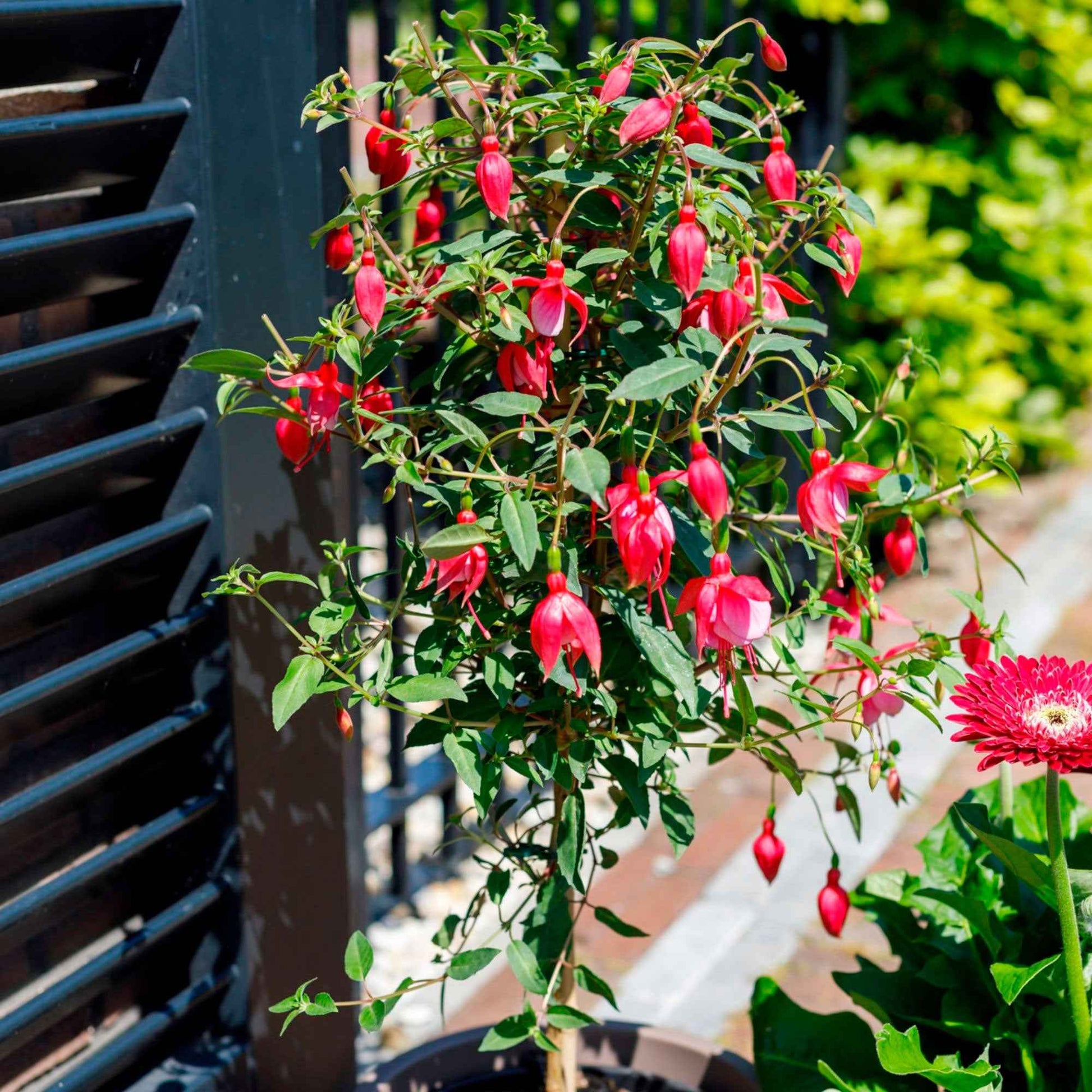 Fuchsia hybride Rosa - Beetpflanzen