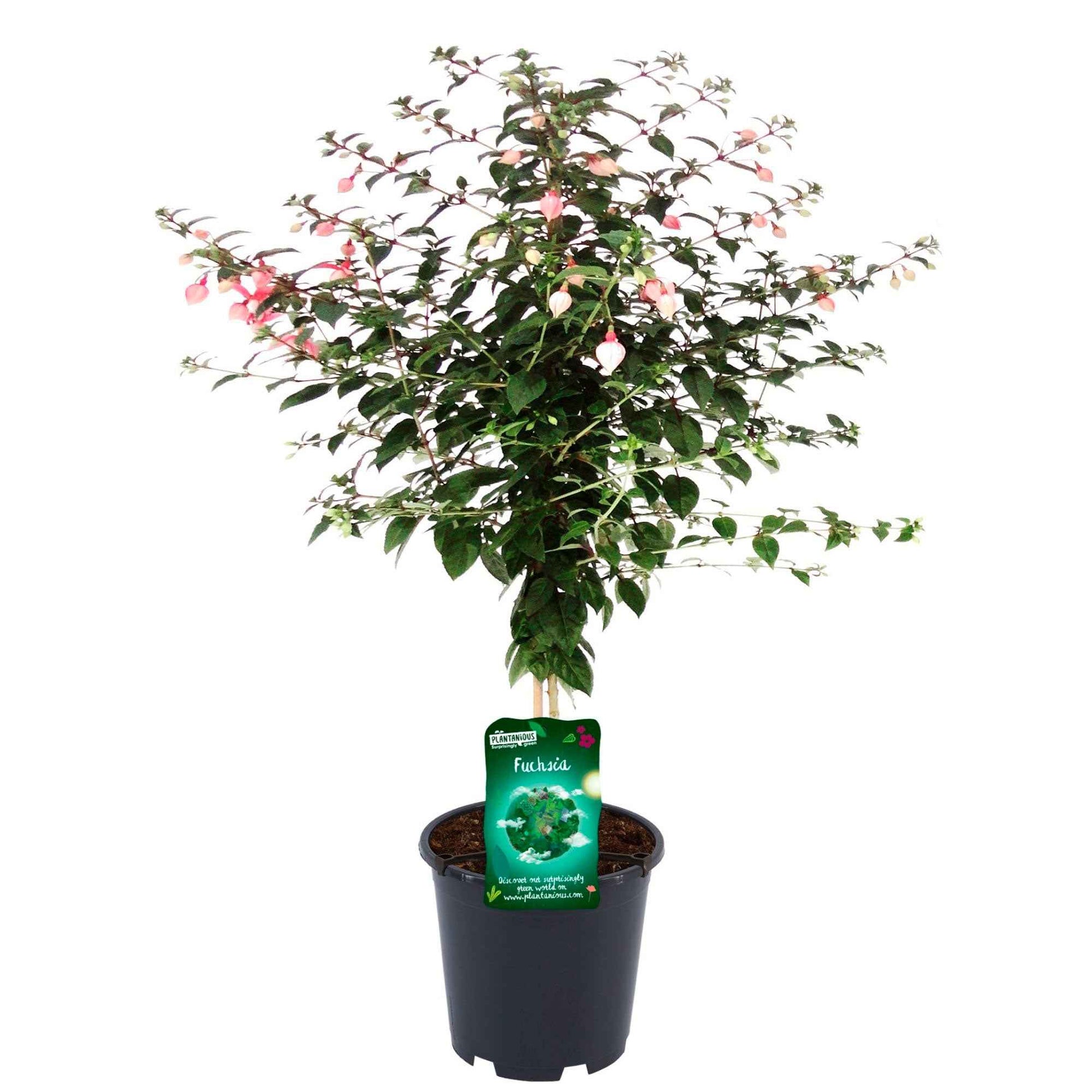 Fuchsia hybride Weiß - Blühende Gartenpflanzen