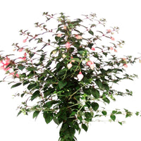 Fuchsia hybride Weiß - Balkonpflanzen