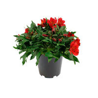 Alstroemeria colorita Rot - Winterhart - Büropflanzen