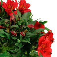 Alstroemeria colorita Rot - Winterhart - Beetpflanzen