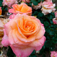 3x großblütige Rose Rosa 'Britannia'® Rosa-Gelb  - Wurzelnackte Pflanzen - Winterhart - Gartenpflanzen