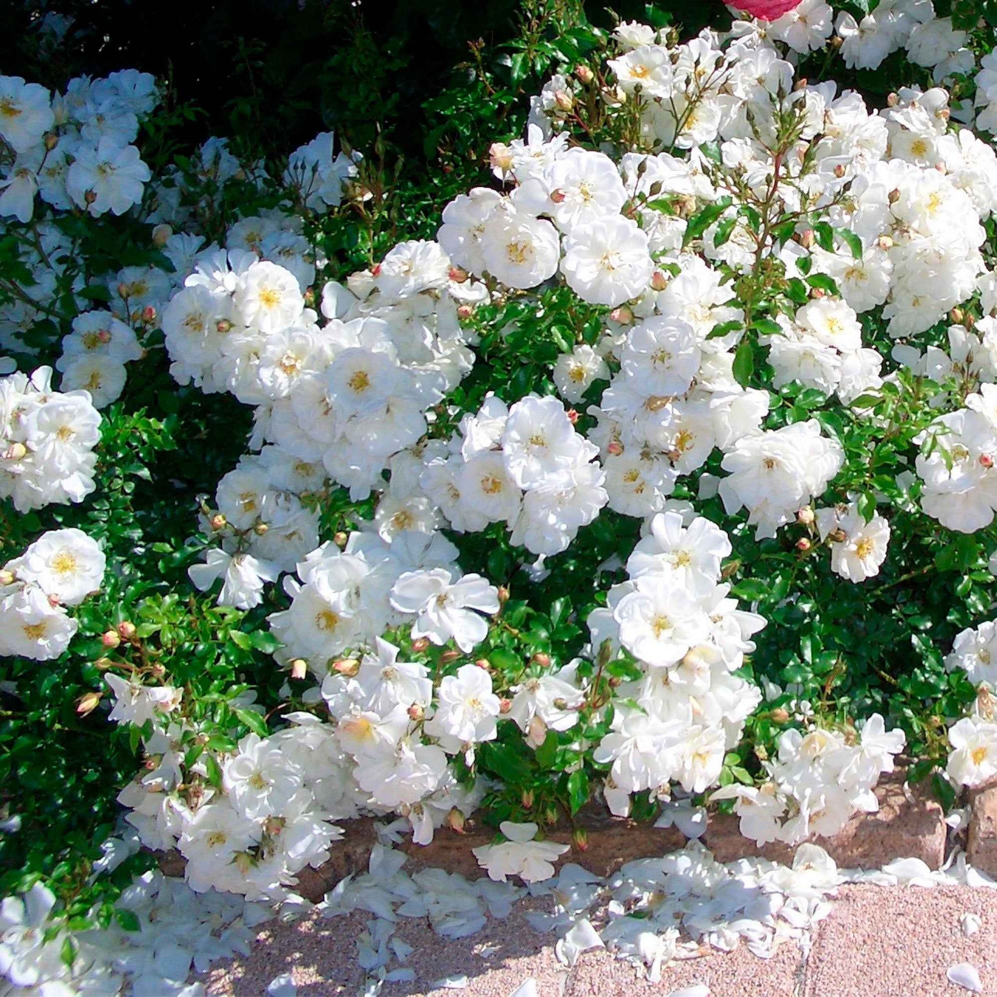 3x bodendeckende Rose  Rosa 'Diamant'® Weiß  - Wurzelnackte Pflanzen - Winterhart - Bodendeckende Rosen