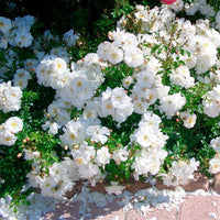 3x bodendeckende Rose  Rosa 'Diamant'® Weiß  - Wurzelnackte Pflanzen - Winterhart - Bodendecker
