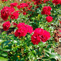 3x bodendeckende Rose  Rosa 'Fairy Dance'® Rot  - Wurzelnackte Pflanzen - Winterhart - Garten Neuheiten