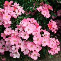 3x bodendeckende Rose  Rosa 'Fortuna'® Rosa  - Wurzelnackte Pflanzen - Winterhart - Bienen- und schmetterlingsfreundliche Pflanzen