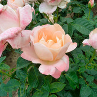 3x großblütige Rose Rosa 'Isabelle Autissier'® Gelb-Rosa  - Wurzelnackte Pflanzen - Winterhart - Garten Neuheiten