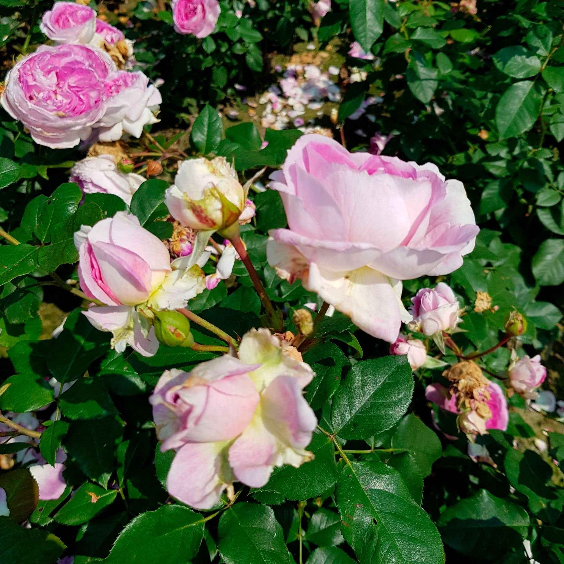 3x Büschelrose Rosa 'Saphir'® Lila  - Wurzelnackte Pflanzen - Winterhart - Garten Neuheiten