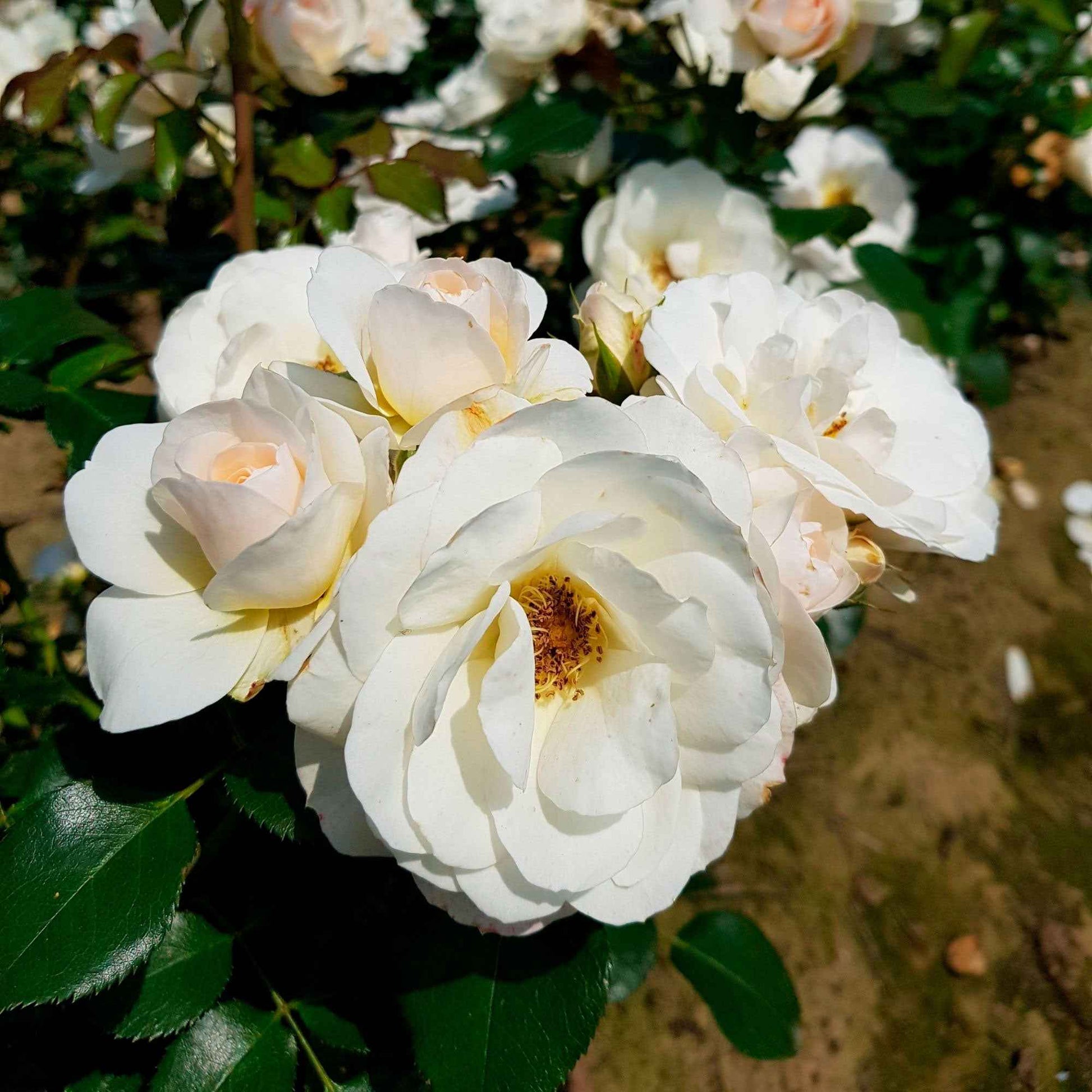 3x Büschelrose Rosa 'Sirius'® Creme-Rosa  - Wurzelnackte Pflanzen - Winterhart - Heckenrosen