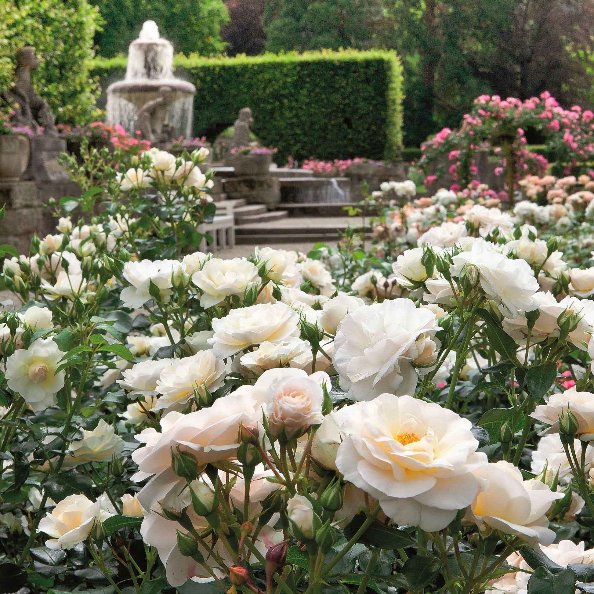 3x Büschelrose Rosa 'Sirius'® Creme-Rosa  - Wurzelnackte Pflanzen - Winterhart - Garten Neuheiten