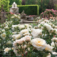 3x Büschelrose Rosa 'Sirius'® Creme-Rosa  - Wurzelnackte Pflanzen - Winterhart - Gartenpflanzen